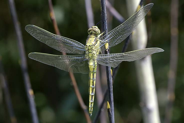 Orthetrum cancellatum neosfarfallato
